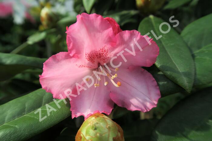 Pěnišník 'Arabelle' - Rhododendron (Y) 'Arabelle'
