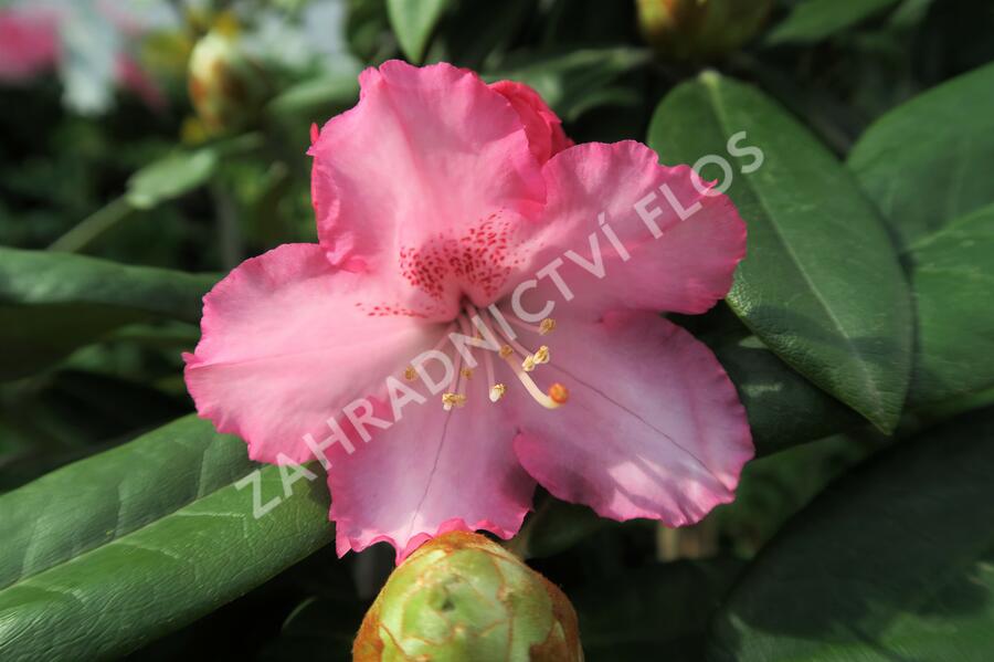 Pěnišník 'Arabelle' - Rhododendron (Y) 'Arabelle'