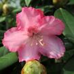 Pěnišník 'Arabelle' - Rhododendron (Y) 'Arabelle'