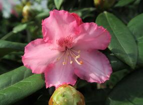 Pěnišník 'Arabelle' - Rhododendron (Y) 'Arabelle'