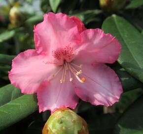 Pěnišník 'Arabelle' - Rhododendron (Y) 'Arabelle'