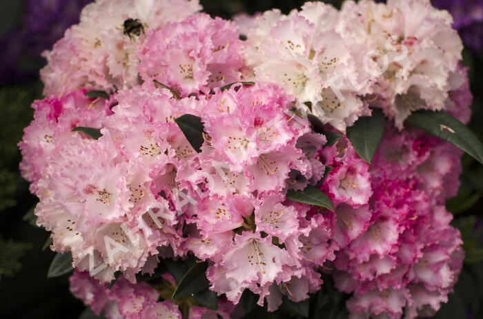 Pěnišník 'Arabelle' - Rhododendron (Y) 'Arabelle'