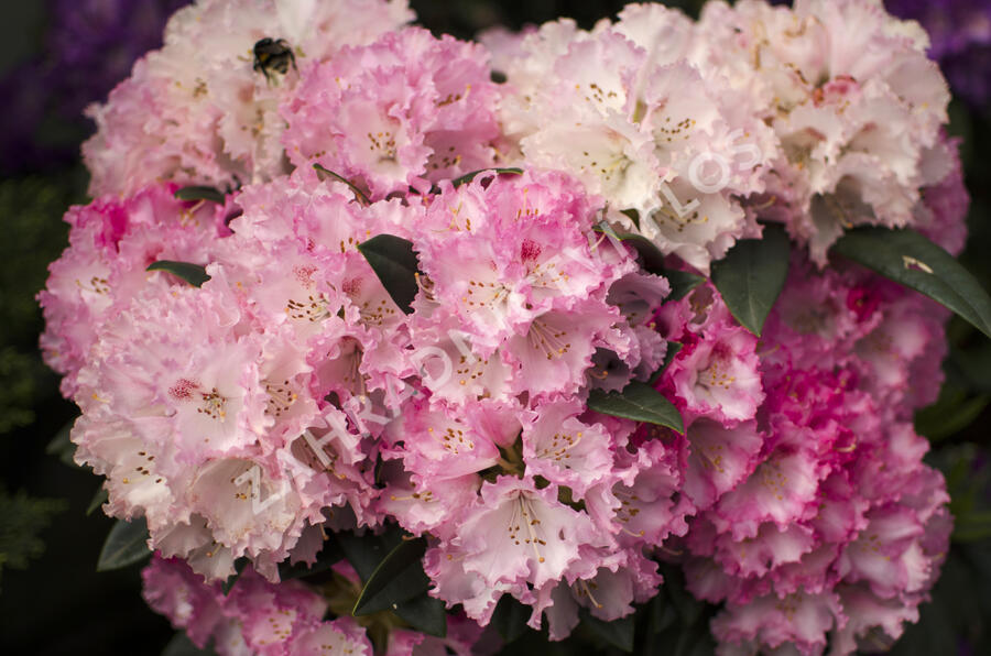Pěnišník 'Arabelle' - Rhododendron (Y) 'Arabelle'