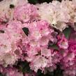 Pěnišník 'Arabelle' - Rhododendron (Y) 'Arabelle'