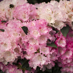 Pěnišník 'Arabelle' - Rhododendron (Y) 'Arabelle'