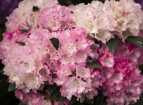 Pěnišník 'Arabelle' - Rhododendron (Y) 'Arabelle'