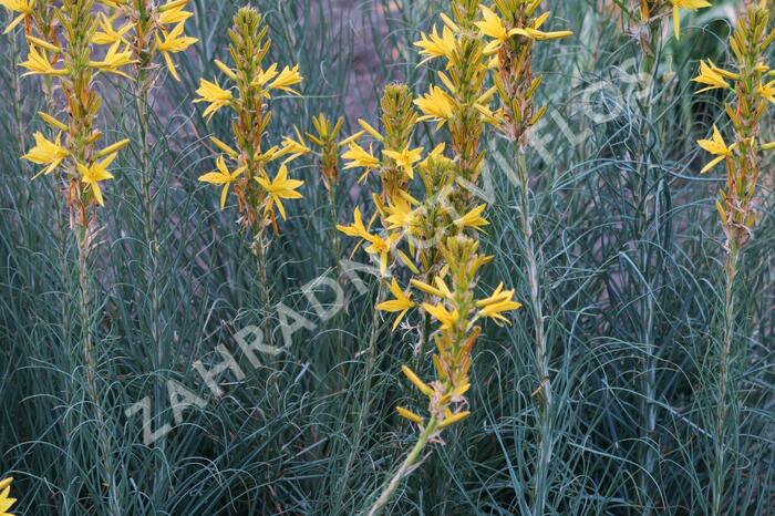 Asfodelka žlutá - Asphodeline lutea