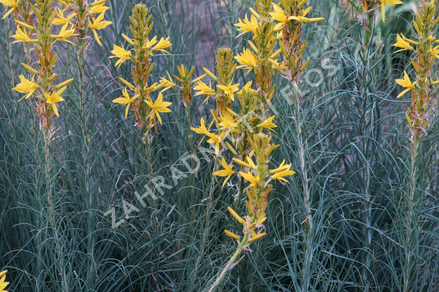 Asfodelka žlutá - Asphodeline lutea