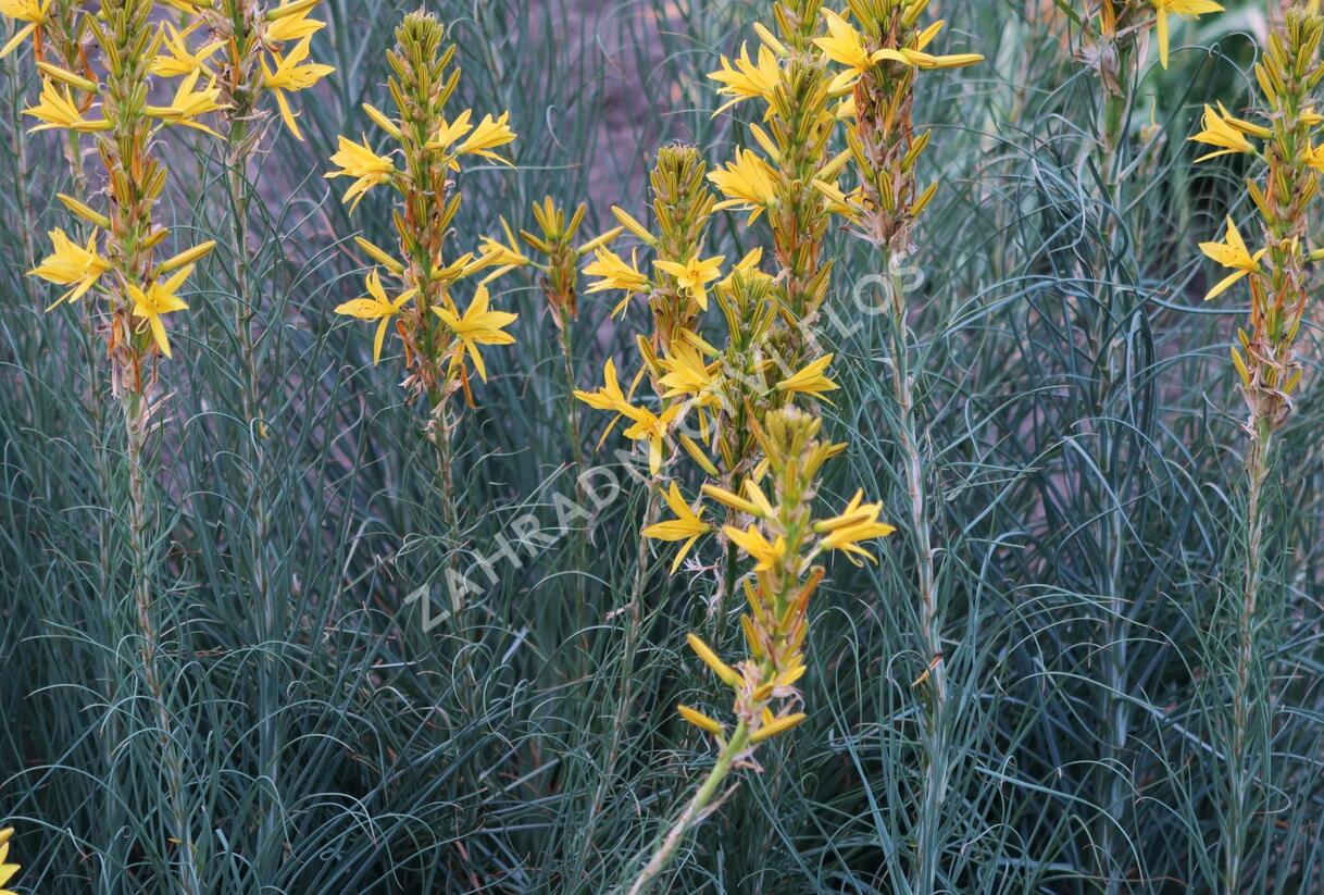 Asfodelka žlutá - Asphodeline lutea