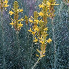 Asfodelka žlutá - Asphodeline lutea