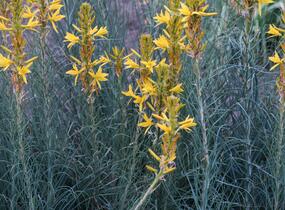 Asfodelka žlutá - Asphodeline lutea