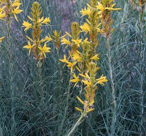 Asfodelka žlutá - Asphodeline lutea