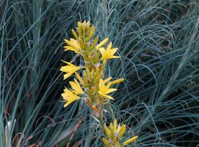 Asfodelka žlutá - Asphodeline lutea