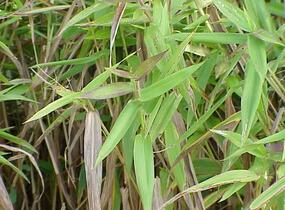 Proso - Panicum clandestinum (Dichanthelium clandestinum)