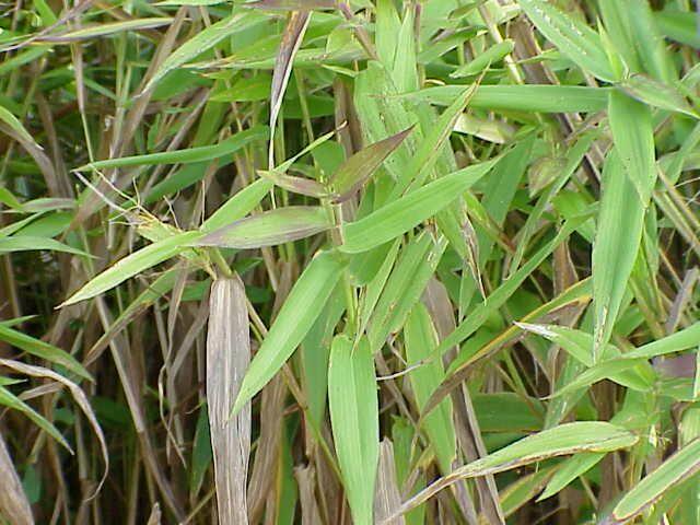 Proso - Panicum clandestinum