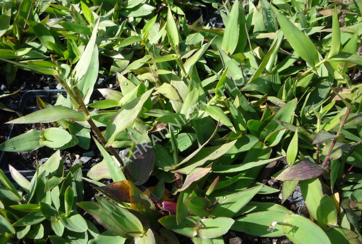 Proso - Panicum clandestinum (Dichanthelium clandestinum)