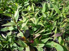 Proso - Panicum clandestinum (Dichanthelium clandestinum)