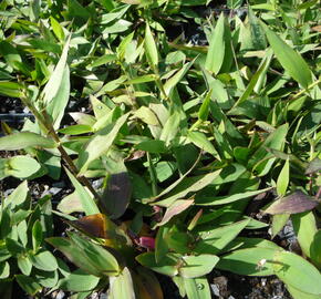 Proso - Panicum clandestinum (Dichanthelium clandestinum)
