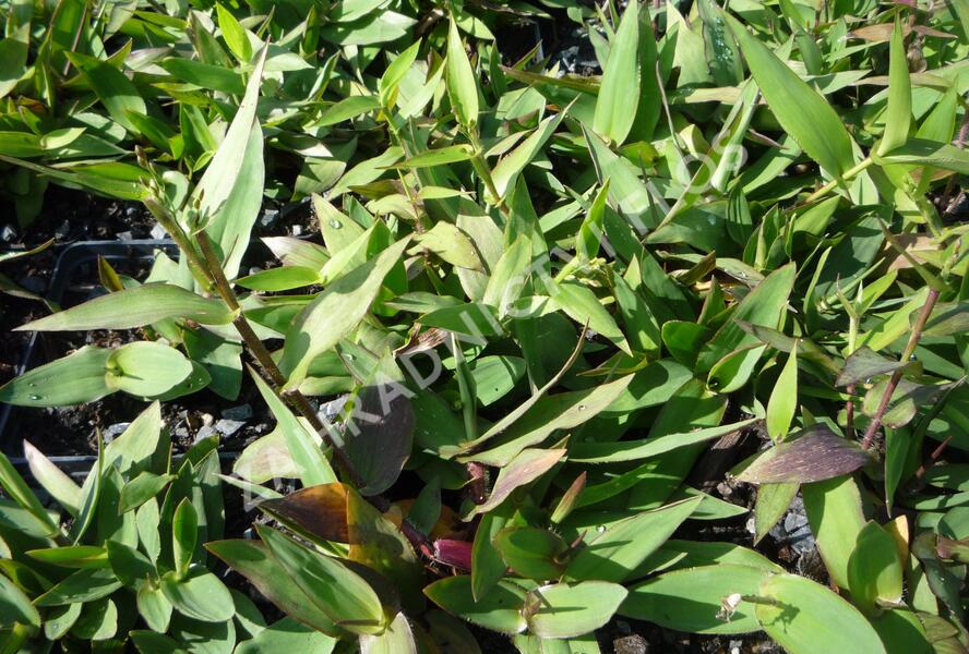 Proso - Panicum clandestinum (Dichanthelium clandestinum)