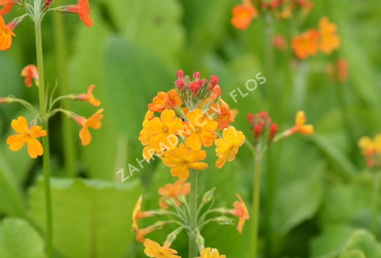 Prvosenka - Primula x bullesiana