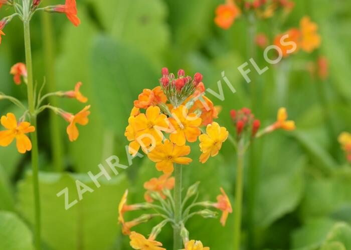 Prvosenka - Primula x bullesiana