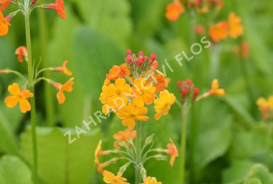 Prvosenka - Primula x bullesiana