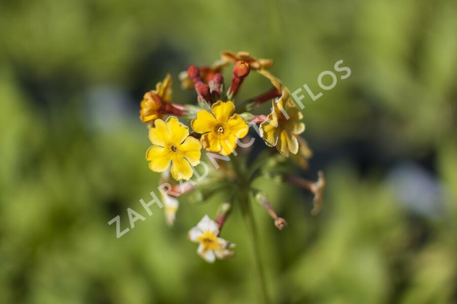 Prvosenka bulleyana - Primula bulleyana