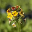 Prvosenka bulleyana - Primula bulleyana