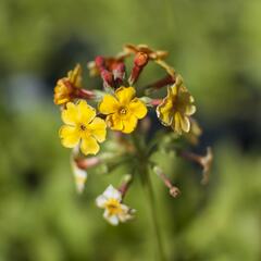 Prvosenka bulleyana - Primula bulleyana