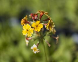 Prvosenka bulleyana