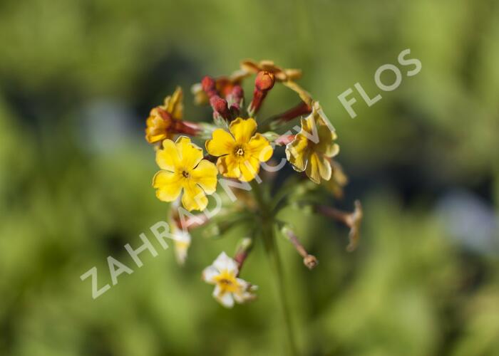 Prvosenka bulleyana - Primula bulleyana