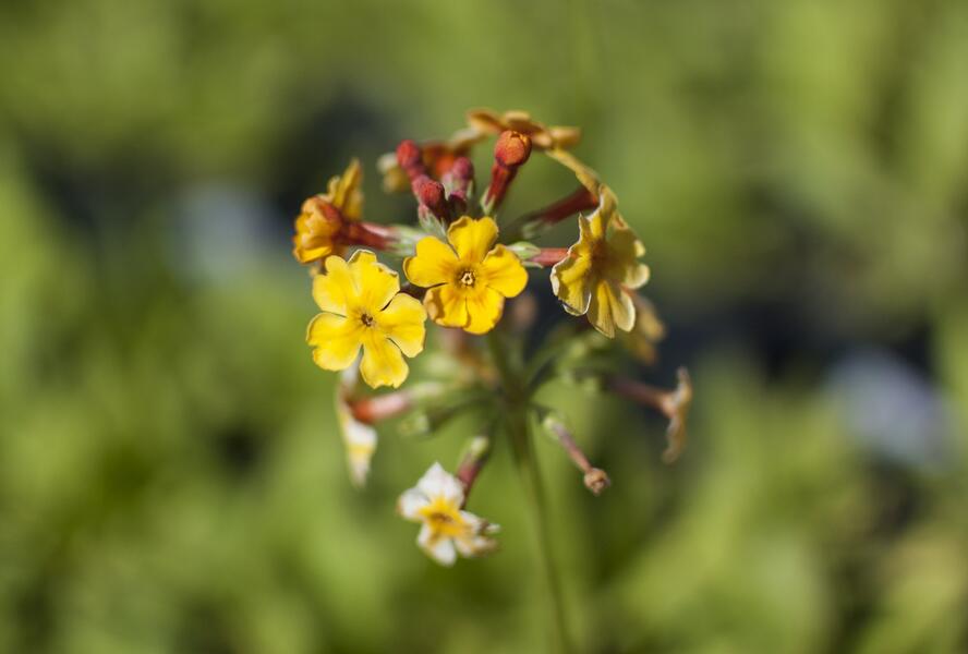 Prvosenka bulleyana - Primula bulleyana