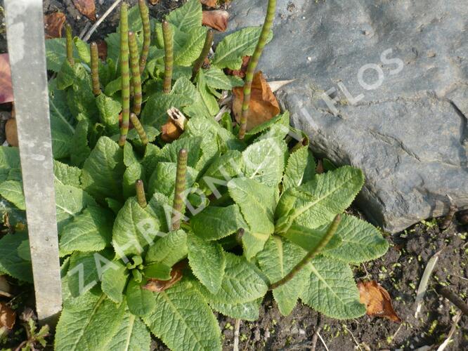 Prvosenka patrovitá - Primula beesiana