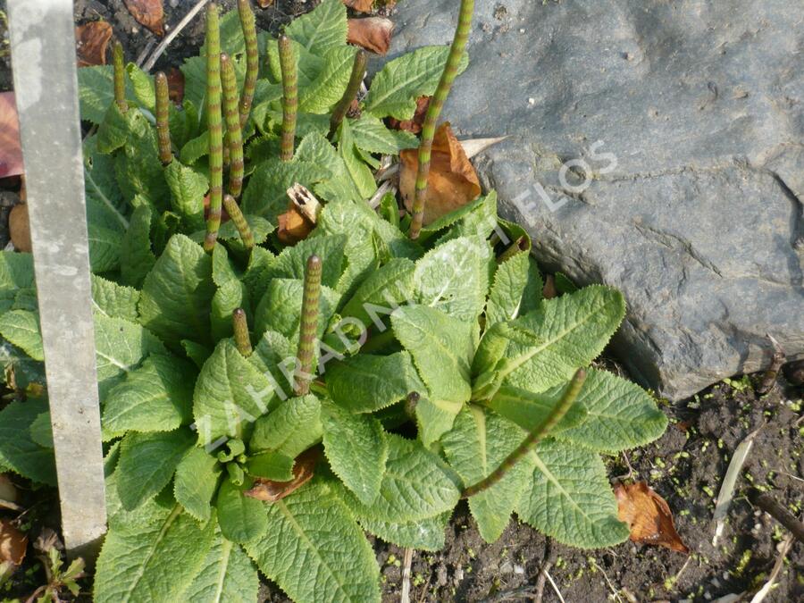 Prvosenka patrovitá - Primula beesiana