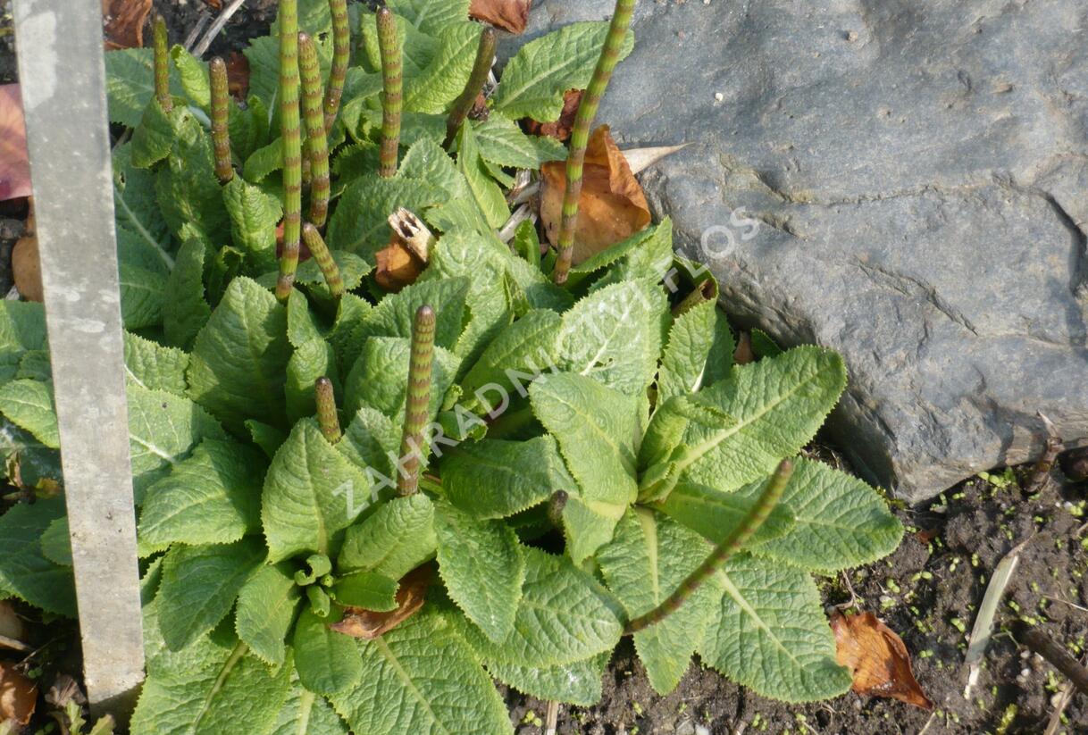 Prvosenka patrovitá - Primula beesiana