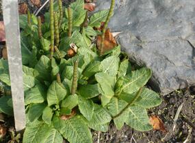 Prvosenka patrovitá - Primula beesiana
