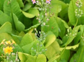 Prvosenka patrovitá - Primula beesiana