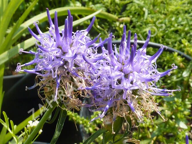 Zvonečník - Phyteuma scheuchzeri