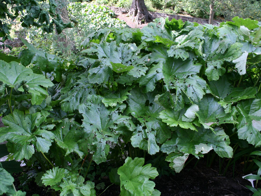 Darmera štítnatá - Peltiphyllum peltatum