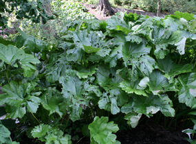 Darmera štítnatá - Peltiphyllum peltatum