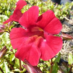 Kejklířka 'Roter Kaiser' - Mimulus cupreus 'Roter Kaiser'