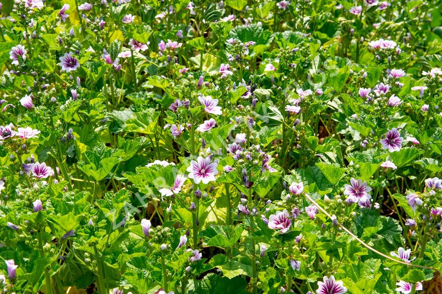 Sléz lesní 'Zebrina' - Malva sylvestris 'Zebrina'