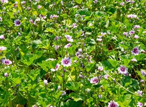 Sléz lesní 'Zebrina' - Malva sylvestris 'Zebrina'