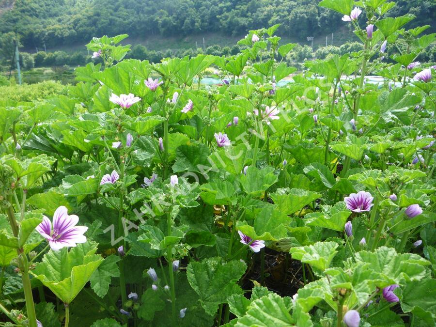 Sléz lesní 'Zebrina' - Malva sylvestris 'Zebrina'