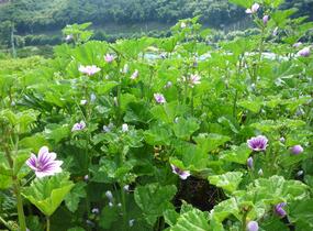 Sléz lesní 'Zebrina' - Malva sylvestris 'Zebrina'