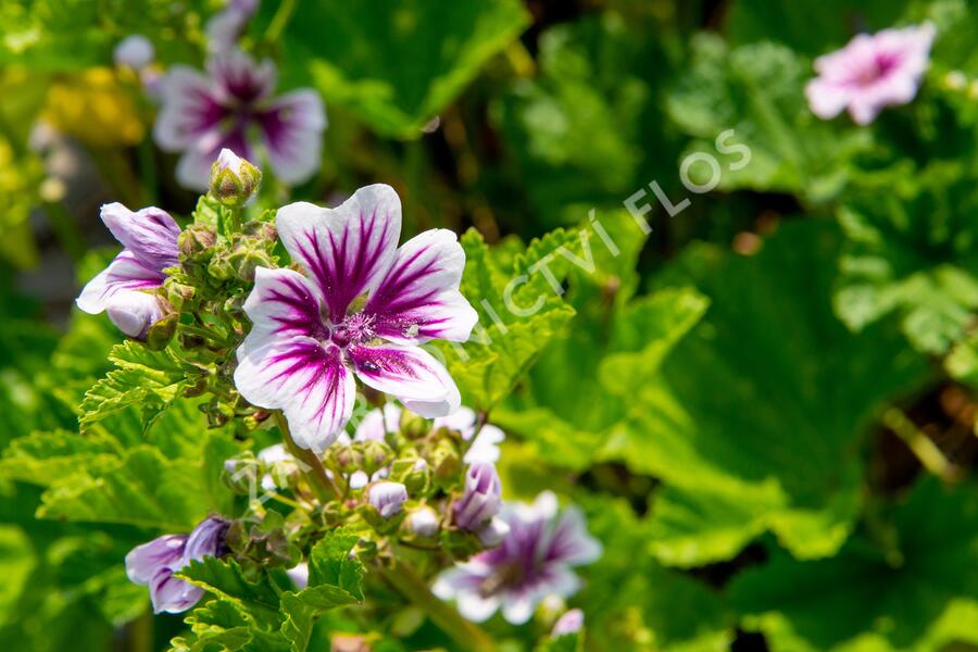 Sléz lesní 'Zebrina' - Malva sylvestris 'Zebrina'