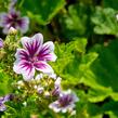 Sléz lesní 'Zebrina' - Malva sylvestris 'Zebrina'