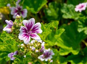 Sléz lesní 'Zebrina' - Malva sylvestris 'Zebrina'