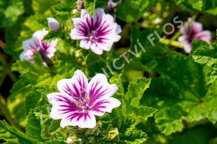 Sléz lesní 'Zebrina' - Malva sylvestris 'Zebrina'
