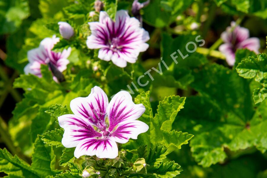 Sléz lesní 'Zebrina' - Malva sylvestris 'Zebrina'